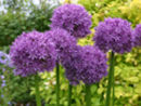 Allium Globemaster
