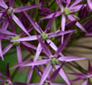 Allium cristophii
