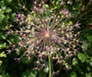 Allium schubertii