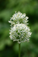 Allium stipita Mount Everest