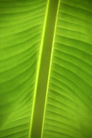  Banana leaf