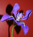Iris unguicula