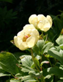 Peony Mlokosewitschii