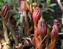 Peony shoots in April