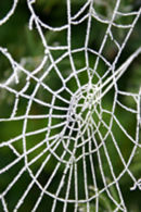 The Web