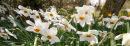 Taking a bow D.Actaea