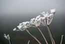 Torilis and February fog