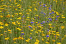 Wildflower meadow