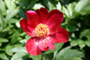 Peony lactifolia