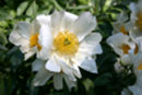 Peony White Swan