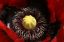 Inside the poppy