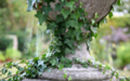www dot ivy dot urn