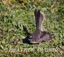 Fantail