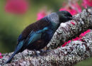 Tui