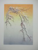 Spring Blossom
