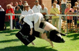 A piggy back across the ring at the Royal Welsh Show!