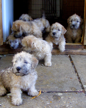 glen of imaal terrier puppies for sale puppies for sale breeds picture glen of imaal terrier puppies for sale puppies for sale breeds picture