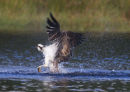 osprey fishing