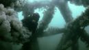 Ray - A Life Underwater
