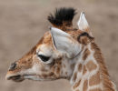 Baby Giraffe