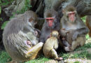 Rhesus Monkeys