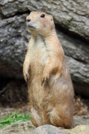 Gopher