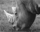 White Rhino