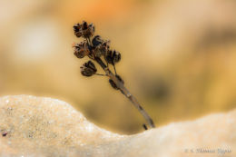Macrophotography "Resting"