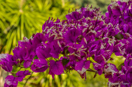 A Floral Odyssey