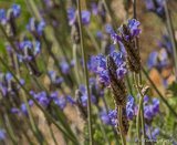 Early springtime in Mijas mountains
